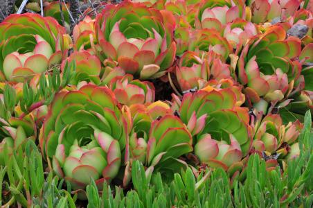 ϺҽԱִȾΣͲֱӱ桱